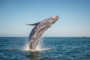 opspringende walvis